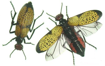 Blister Beetles